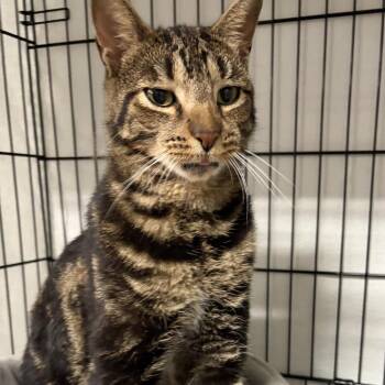 26-270 Seamus -  American Shorthair Cat for Adoption in North Branford, Connecticut - 26-270 Seamus | PetCurious