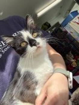 Rosalie -  Domestic Short Hair Cat for Adoption in Manitowoc, Wisconsin - Rosalie | PetCurious