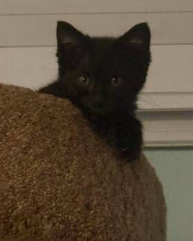 Dilly -  Domestic Short Hair Cat for Adoption in Grand Haven, Michigan - Dilly | PetCurious