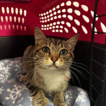 Calosso -  Domestic Short Hair Cat for Adoption in Spruce Pine, North Carolina - Calosso | PetCurious