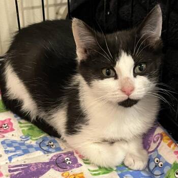 Hamilton -  Domestic Short Hair Cat for Adoption in Durham, North Carolina - Hamilton | PetCurious
