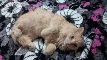Rescue Domestic Long Hair Cats for Adoption in Lawrenceville, Georgia - Bowie | PetCurious