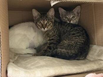 Lightning -  Domestic Short Hair Cat for Adoption in Lowell, Massachusetts - Lightning | PetCurious