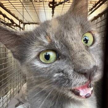 Equinox -  Domestic Medium Hair Cat for Adoption in Milton, Florida - Equinox | PetCurious
