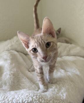 Rescue Siamese Cats for Adoption in Austin, Texas - Golden Grahams | PetCurious