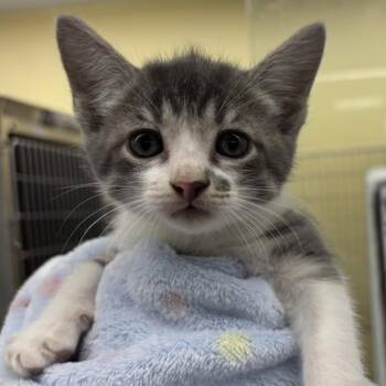 Billy -  Domestic Short Hair Cat for Adoption in West Palm Beach, Florida - Billy | PetCurious