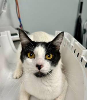 Fifi -  Domestic Short Hair Cat for Adoption in Daytona Beach, Florida - Fifi | PetCurious