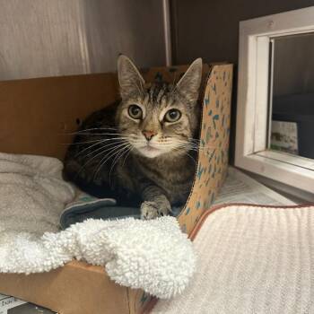 Rufio -  Domestic Short Hair Cat Available for Adoption in Goleta, California - Rufio | PetCurious