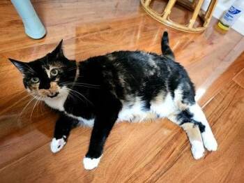 Turtilinimini -  Domestic Short Hair Cat for Adoption in Sacramento, California - Turtilinimini | PetCurious
