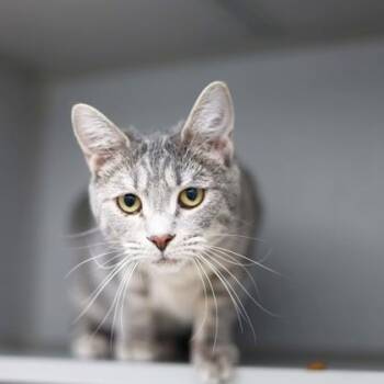Domestic Short Hair Cats Available for Adoption - Konni | PetCurious