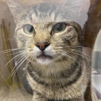 71284 -  Domestic Short Hair Cat for Adoption in Harrisonburg, Virginia - 71284 | PetCurious