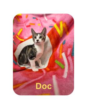 Doc -  Domestic Short Hair Cat for Adoption in Miami, Florida - Doc | PetCurious