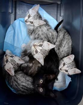 Kitten Meet n Greet Oct 3rd-Pet Valu Rockwood Mall -  Domestic Short Hair Cat for Adoption in Mississauga, Ontario - Kitten Meet N Greet Oct 3rd-Pet Valu Rockwood Mall | PetCurious
