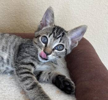 Hound Dog -  Domestic Short Hair Cat for Adoption in Fort Collins, Colorado - Hound Dog | PetCurious