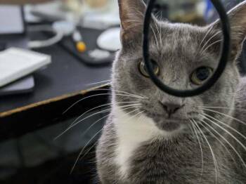 Russian Blue Cats Available for Adoption - Rayo | PetCurious