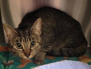 Domestic Short Hair Cats Available for Adoption in Vancouver, Washington - Pear | PetCurious