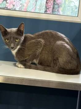 Beatrice -  Domestic Short Hair Cat for Adoption in Port Allen, Louisiana - Beatrice | PetCurious