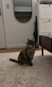 Barbara -  Domestic Short Hair Cat for Adoption in Cincinnati, Ohio - Barbara | PetCurious