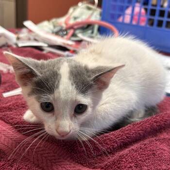Jersey -  Domestic Short Hair Cat for Adoption in Flagstaff, Arizona - Jersey | PetCurious