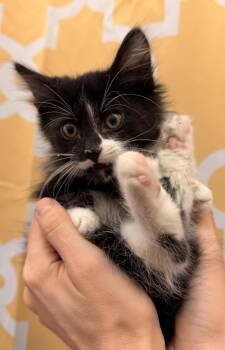 Hayes -  Domestic Medium Hair Cat for Adoption in San Jose, California - Hayes | PetCurious