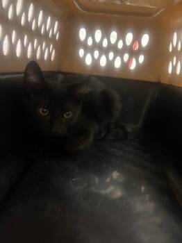 Three -  Domestic Short Hair Cat for Adoption in Fruit Heights, Utah - Three | PetCurious