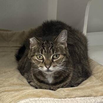 Zippie -  Domestic Short Hair Cat for Adoption in Ridgely, Maryland - Zippie | PetCurious