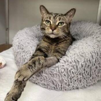 Boots -  Domestic Short Hair Cat for Adoption in Phoenixville, Pennsylvania - Boots | PetCurious