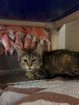 AUTUMN -  Domestic Long Hair Cat for Adoption in Leesburg, Virginia - AUTUMN | PetCurious