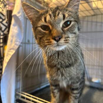 Rescue Domestic Short Hair Cats for Adoption in Hartford City, Indiana - Chucky | PetCurious