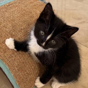 Yuzu (Saturday 2) -  Domestic Short Hair Cat for Adoption in Goleta, California - Yuzu (Saturday 2) | PetCurious