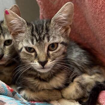 Blake -  Domestic Short Hair Cat for Adoption in Pittsburgh, Pennsylvania - Blake | PetCurious