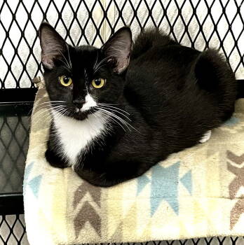 Rescue Domestic Short Hair Cats for Adoption in Estherville, Iowa - Gladys | PetCurious