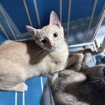 Ram (Available October 2026) -  Domestic Short Hair Cat for Adoption in Clarksville, Virginia - Ram (Available October 2026) | PetCurious
