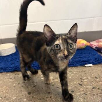 Hoshi -  Domestic Short Hair Cat for Adoption in Phoenix, Arizona - Hoshi | PetCurious