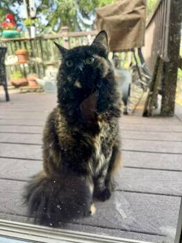 COURTESY LISTING Hazel -  Domestic Medium Hair Cat for Adoption in Moscow, Idaho - COURTESY LISTING Hazel | PetCurious