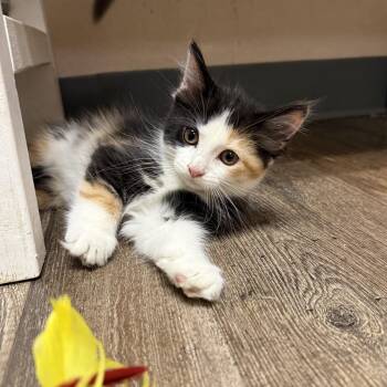 Obara Sand -  Domestic Medium Hair Cat for Adoption in Oconto, Wisconsin - Obara Sand | PetCurious