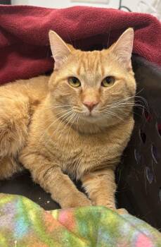 Domestic Short Hair Cats Available for Adoption - Gizmo | PetCurious