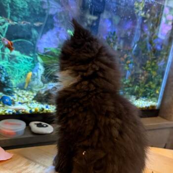 Fluffy McStuffins(Bushy Ridge 1) -  Domestic Long Hair Cat for Adoption in Westport, Connecticut - Fluffy McStuffins(Bushy Ridge 1) | PetCurious
