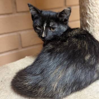 Rescue Domestic Short Hair Cats for Adoption in Fayetteville, Arkansas - Kate | PetCurious