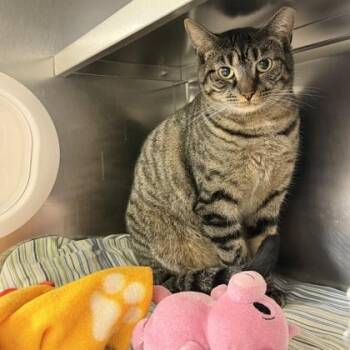 Domestic Short Hair Cats Available for Adoption in Richmond, Virginia - Ford Fiesta | PetCurious