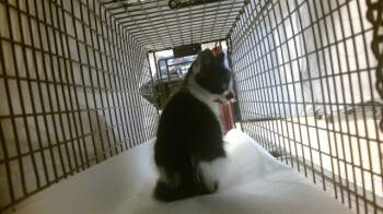 Rescue Domestic Short Hair Cats for Adoption in Doral, Florida - JACK | PetCurious