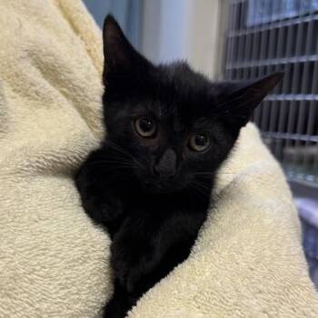 Zermatt -  Domestic Short Hair Cat for Adoption in Richmond, Virginia - Zermatt | PetCurious