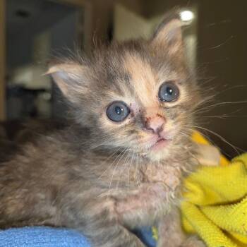 Challenger -  Domestic Short Hair Cat for Adoption in San Antonio, Texas - Challenger | PetCurious