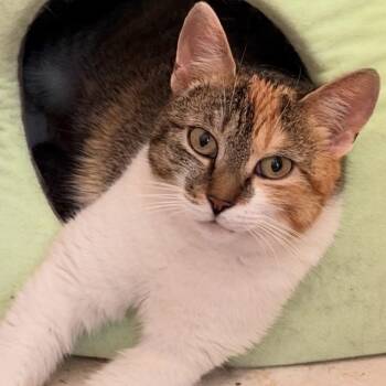Cher -  Calico Cat for Adoption in New York, New York - Cher | PetCurious