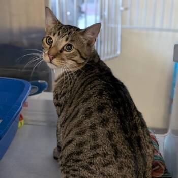 Toren -  Domestic Short Hair Cat for Adoption in Buchanan Dam, Texas - Toren | PetCurious