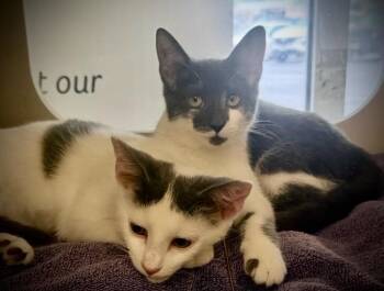 Blaire & Brock -  Domestic Short Hair Cat for Adoption in Buffalo, New York - Blaire & Brock | PetCurious