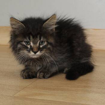 Ketchup C69610 -  Domestic Medium Hair Cat for Adoption in Minnetonka, Minnesota - Ketchup C69610 | PetCurious