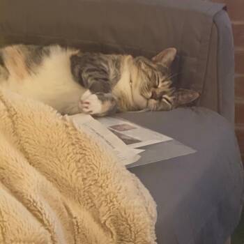 Meela -  Domestic Short Hair Cat for Adoption in Lynchburg, Virginia - Meela | PetCurious