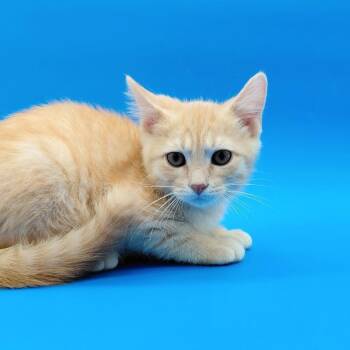 Kobe -  Domestic Medium Hair Cat for Adoption in Springfield, Missouri - Kobe | PetCurious
