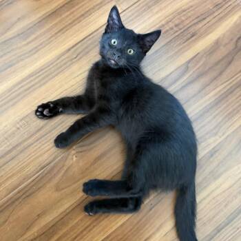 Candace -  Domestic Short Hair Cat for Adoption in Los Angeles, California - Candace | PetCurious